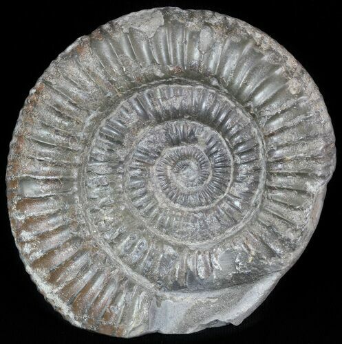 Dactylioceras Ammonite Stand Up - England #46569